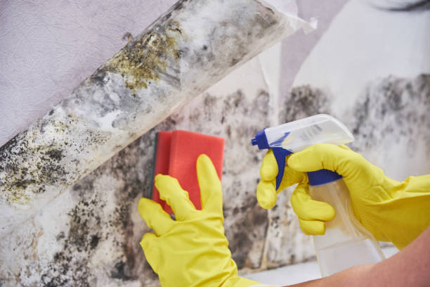 Best Water Damage & Mold Remediation  in The Woodlands, TX